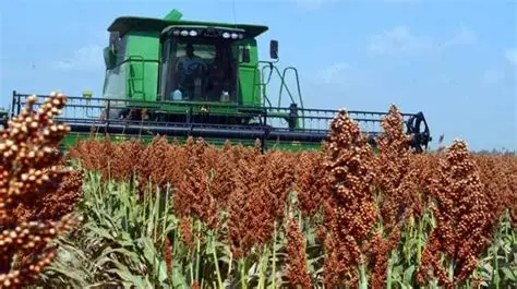 Fortalece Tamaulipas la producción agrícola con apoyos de semilla certificada