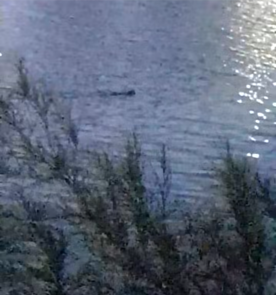 ¿Hay un cocodrilo en el canal Anzaldúas?