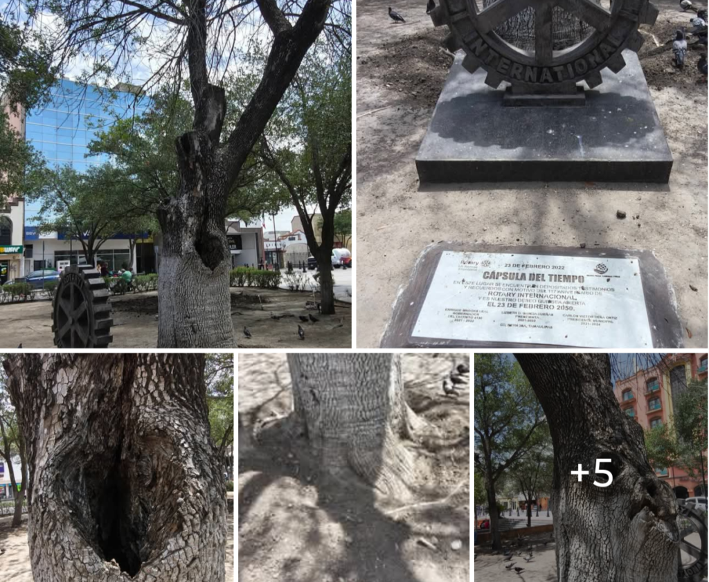 Agoniza el “Árbol de la Paz” en la plaza Hidalgo