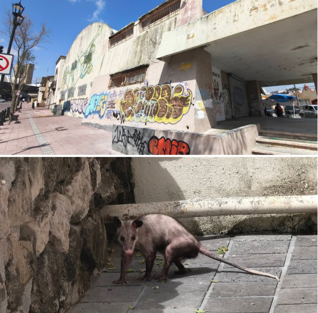 La casa de los mapaches