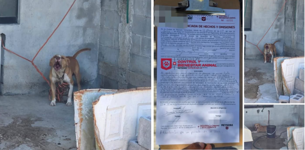 Atiende Gobierno de Carlos Peña Ortiz reporte de animal maltratado en Villas del Roble