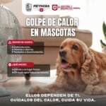 Recomienda Gobierno de Reynosa mayor cuidado de mascotas ante altas temperaturas