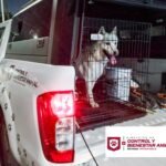 Rescató Gobierno de Reynosa canino abandonado