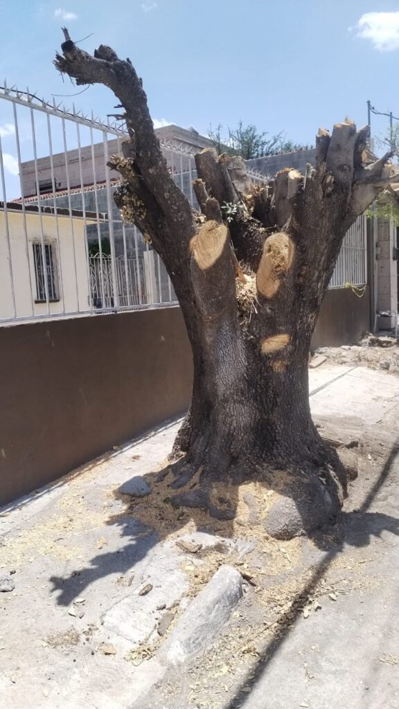 Atendió Vigilancia Ambiental tala de árboles en Valle Alto