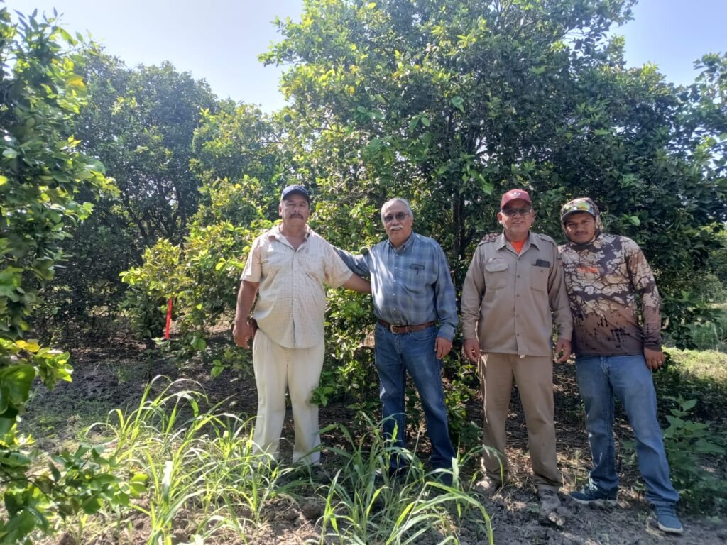 Bioinsumos abren camino a la recuperación de huertas citrícolas en Güémez