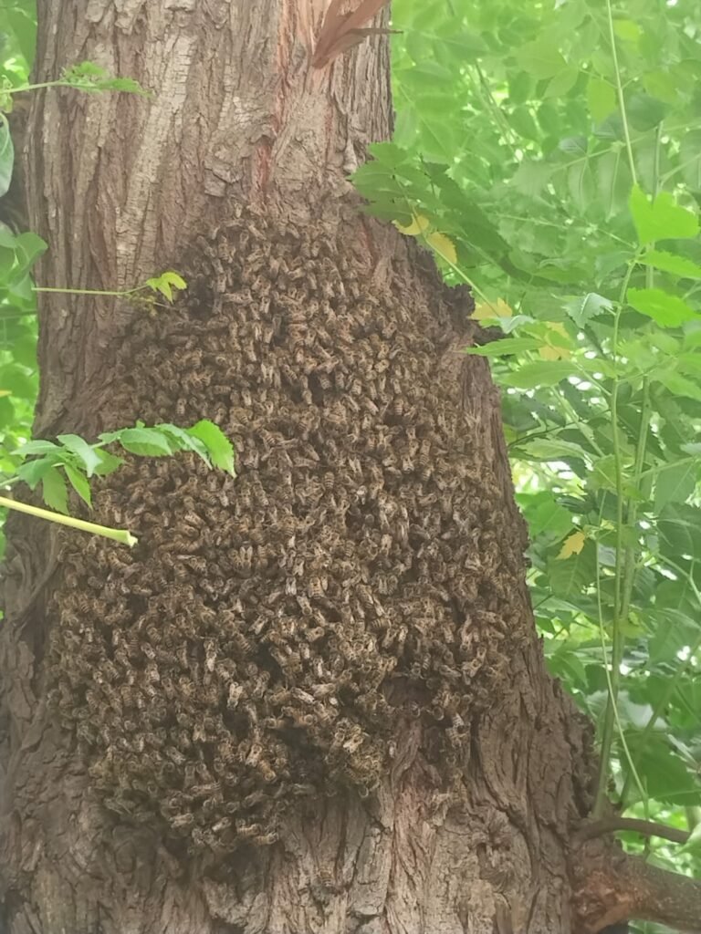Recomienda PCyB mantener la calma ante presencia de abejas