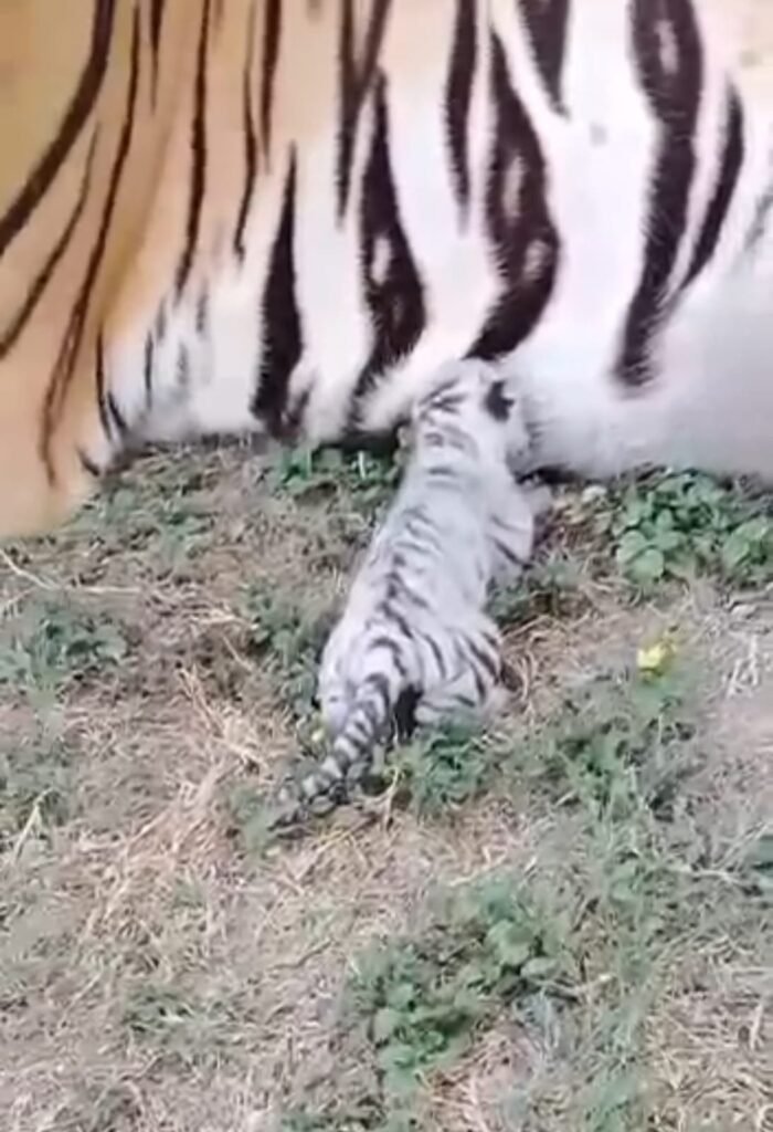 Nació tigre blanco en centro de rescate Ecopark Matamoros