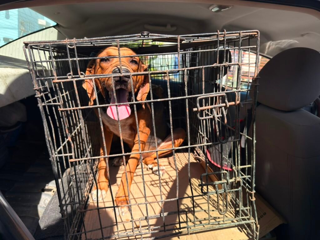 Rescató Gobierno de Carlos Peña Ortiz dos caninos en Arecas