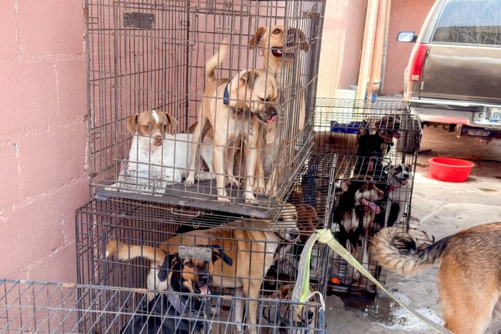 Llevó Gobierno de Carlos Peña Ortiz atención veterinaria a Mundo de Pelos