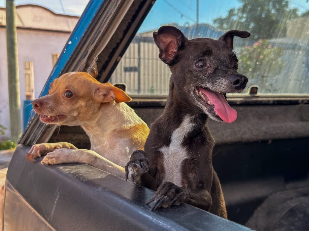 Apoyó Gobierno de Carlos Peña Ortiz a mascotas del Refugio Mary con “Patitas Seguras”