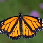 Llega la avanzada de la mariposa monarca al norte de Tamaulipas