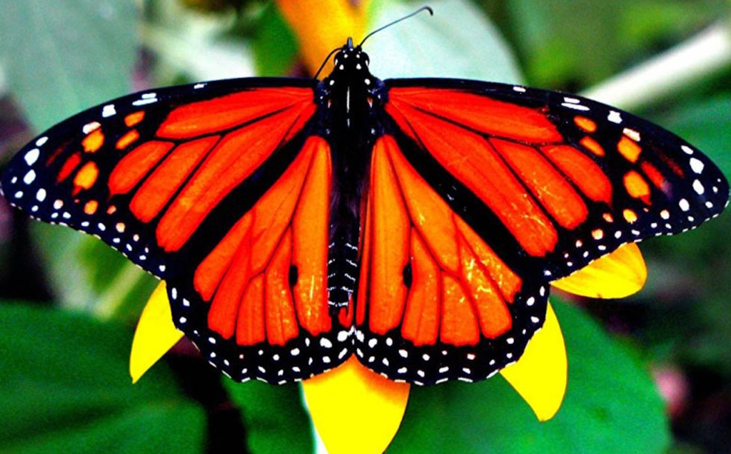 Fortalece Tamaulipas conservación de la Mariposa Monarca con participación en el Blitz Monarca 2026