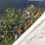 Rescató Gobierno de Carlos Peña Ortiz a dos caninos de una laguna en la colonia Lázaro Cárdenas