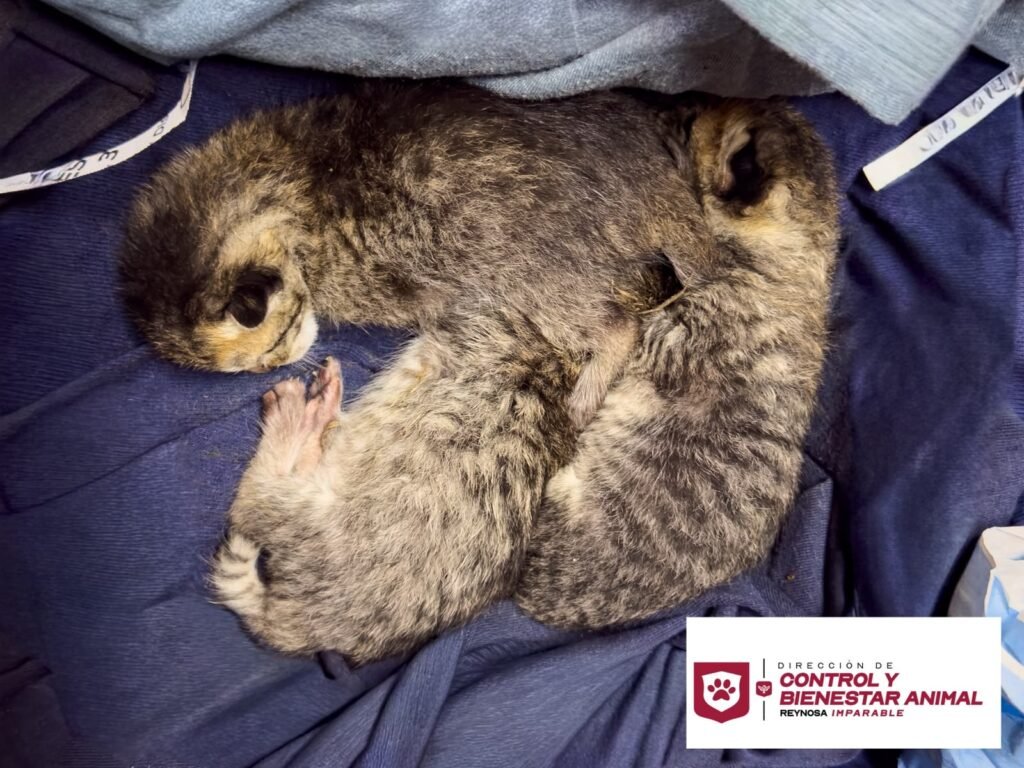 Rescató Control y Bienestar Animal de Reynosa a felinos abandonados