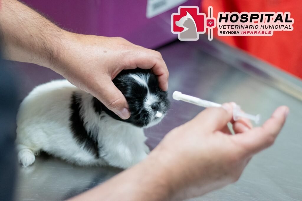 Promueve Alcalde de Reynosa atención del Hospital Veterinario Municipal