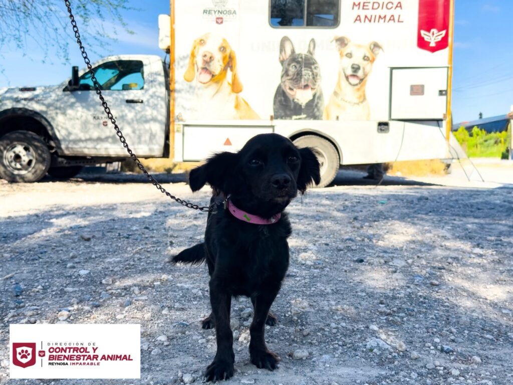 Visitó Control y Bienestar Animal el Refugio Mary con campaña de esterilización