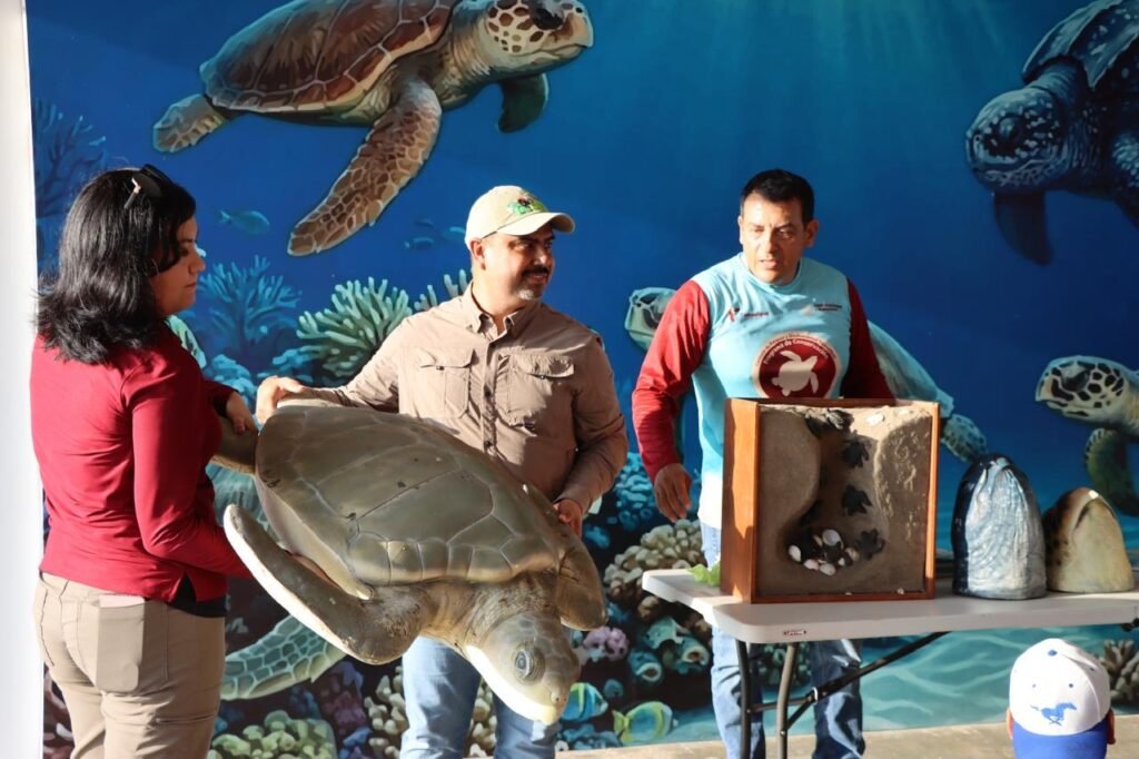 Recibieron educación ambiental y conservación de especies niñas, niños y familias en el Campamento Tortuguero de La Pesca