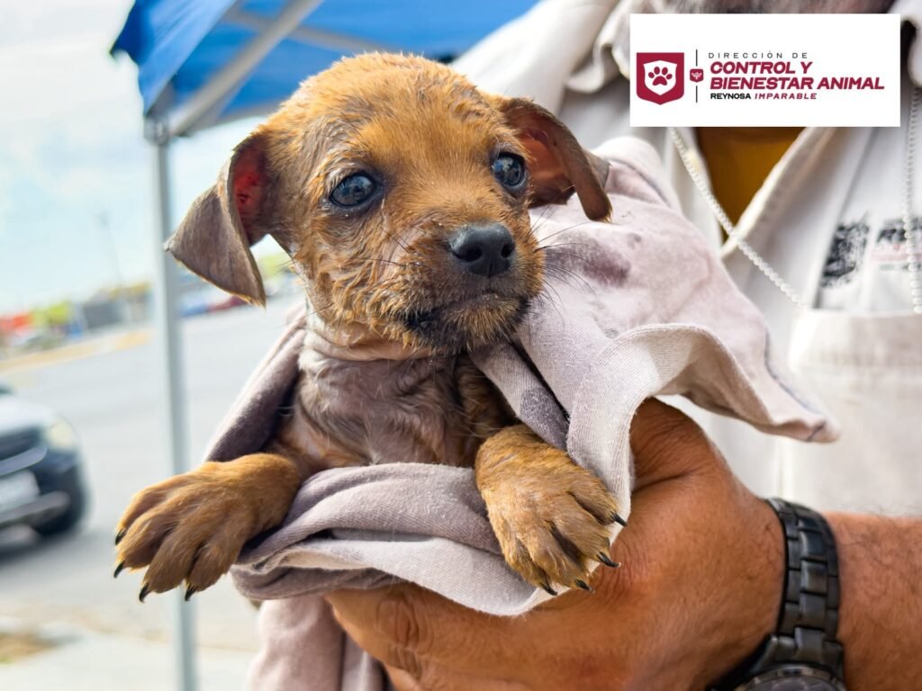 Rescató Gobierno de Carlos Peña Ortiz a cachorrito atrapado en una alcantarilla
