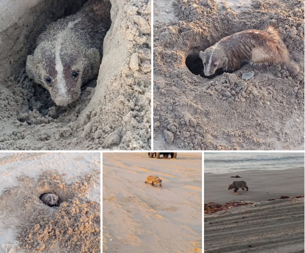 Registran por primera vez a un tejón americano en Playa Bagdad
