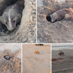 Registran por primera vez a un tejón americano en Playa Bagdad