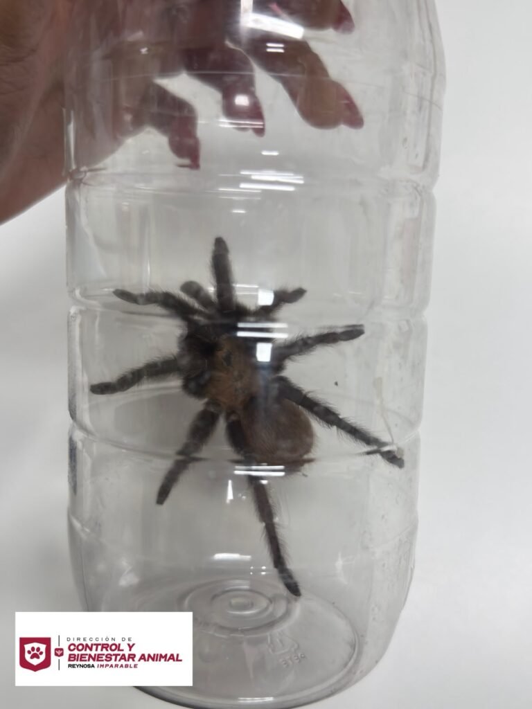 Liberó Control y Bienestar Animal una tarántula en su hábitat natural