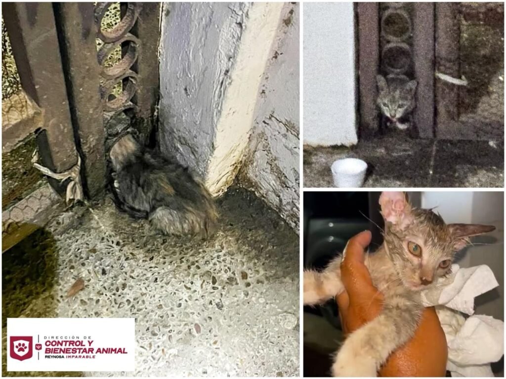 Liberó Control y Bienestar Animal a felino atrapado en Las Fuentes