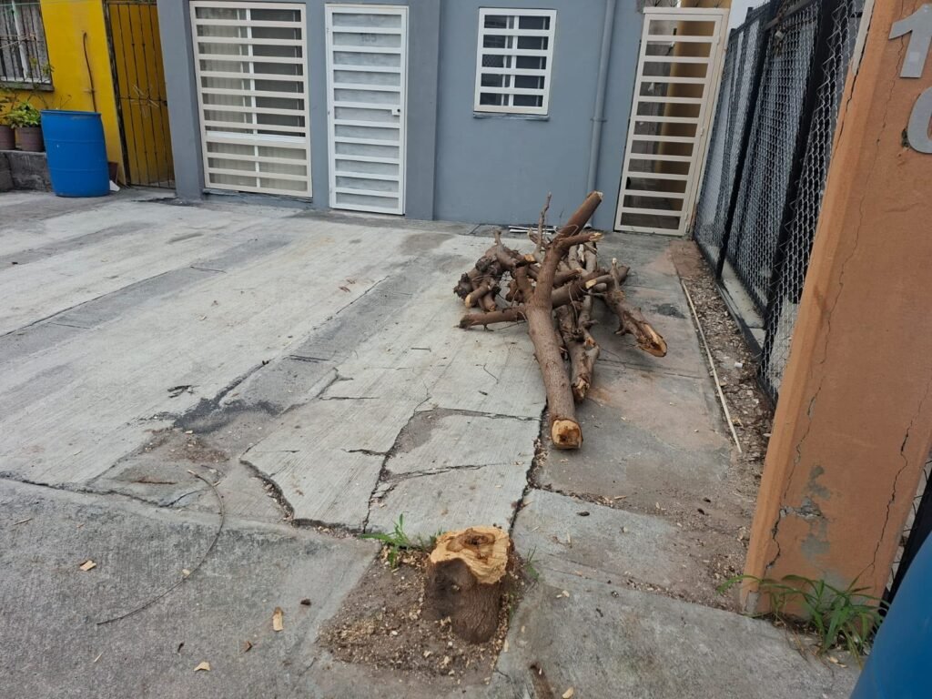 Registró Medio Ambiente de Reynosa tala ilegal de árbol en Campestre Bugambilias