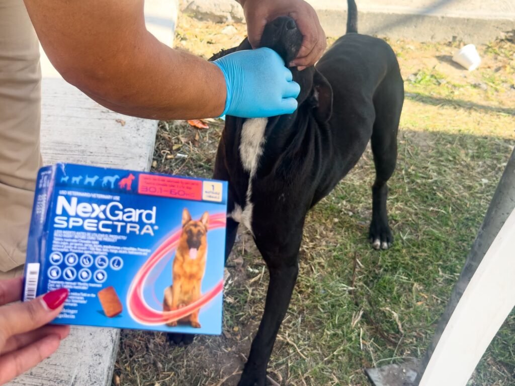 Brindó Gobierno de Carlos Peña Ortiz atención veterinaria en la colonia Almaguer