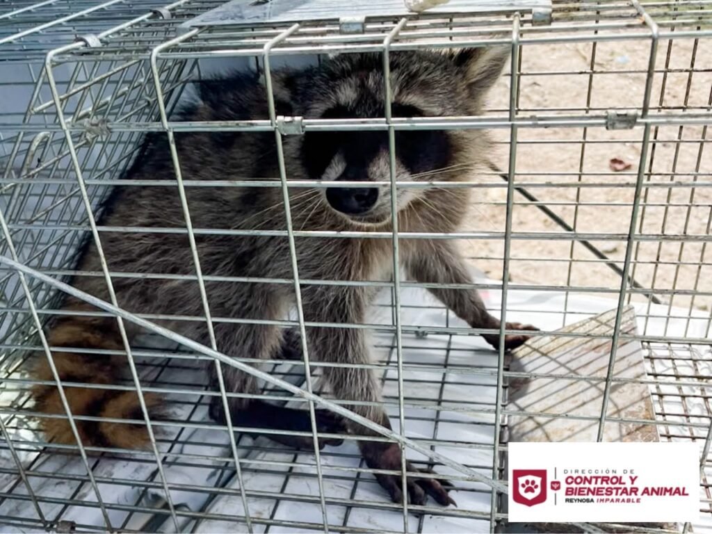 Libera Dirección de Bienestar Animal mapache en su hábitat natural