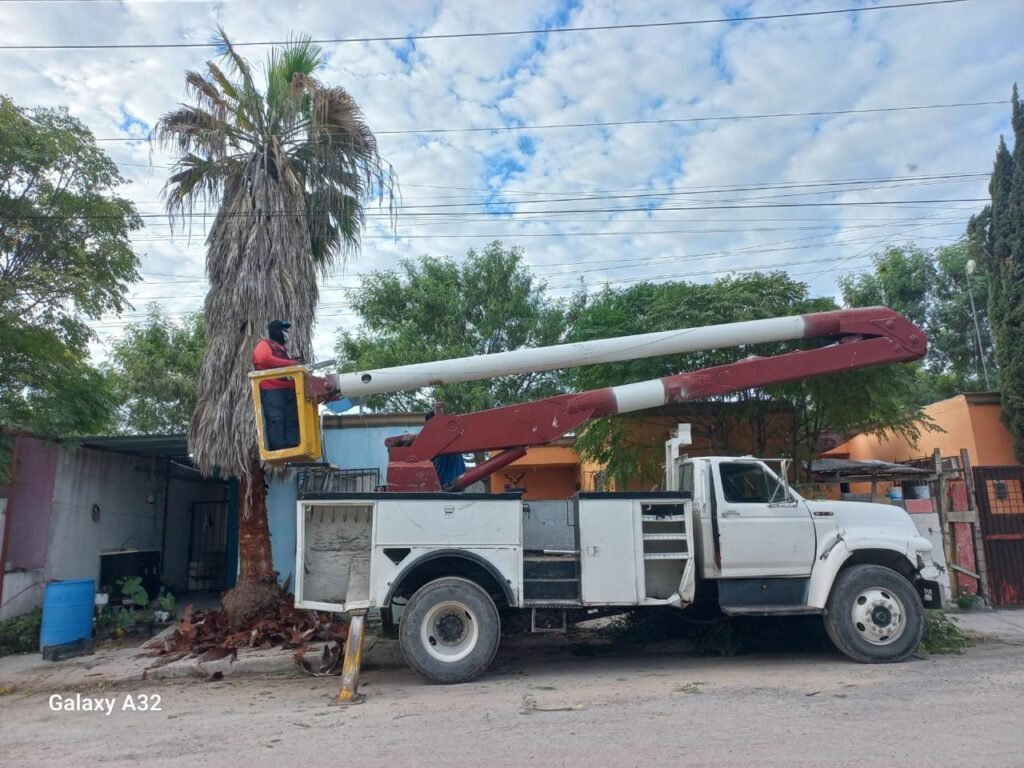 Realiza Gobierno de Reynosa poda preventiva de árboles y palmeras en diversos sectores de la ciudad