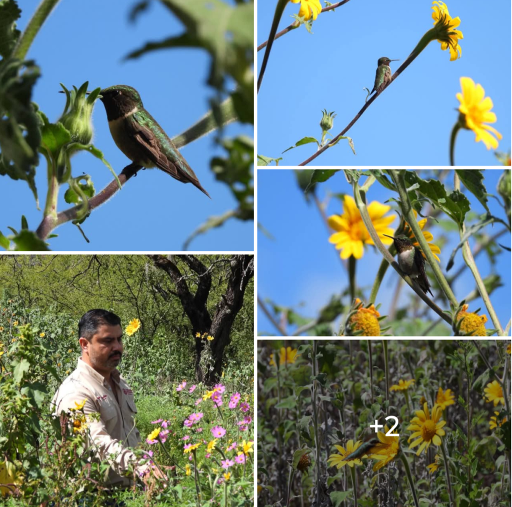 Protege Tamaulipas rutas naturales del colibrí de garganta rubí