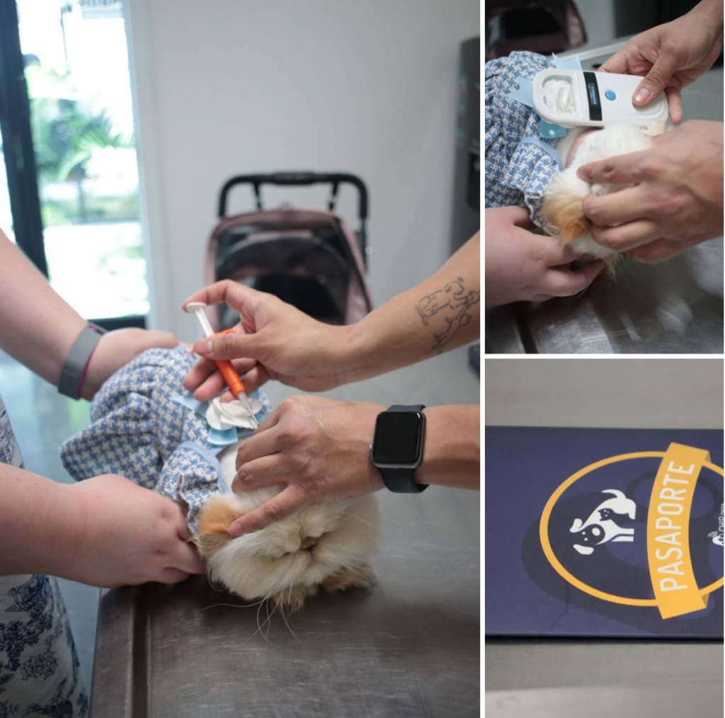Ofrece Alcalde Carlos Peña Ortiz aplicación gratuita de microchip para mascotas